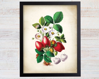 May include: A vintage botanical illustration of a strawberry plant with red strawberries and white flowers. The illustration is on a cream-colored background.