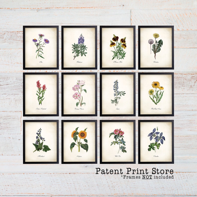Puede incluir: Conjunto de 12 ilustraciones bot&aacute;nicas imprimibles con varias flores silvestres, incluyendo Indian Paintbrush, Bluebonnet y Rosa Silvestre. Cada impresi&oacute;n est&aacute; enmarcada en un marco negro y tiene un fondo blanco. Las impresiones est&aacute;n dispuestas en una cuadr&iacute;cula sobre un fondo de madera blanca. El texto "Patent Print Store" y "Frames NOT included" est&aacute; en la parte inferior de la imagen.