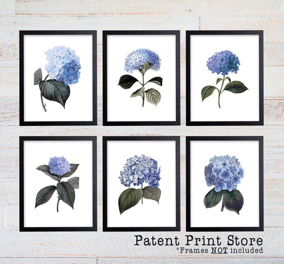 Blue Hydrangea Art. Blue Hydrangea Prints. Blue Botanical Prints. Flower Prints. Botanical Print. Dining. Botanical Wall Art. Farmhouse. 205