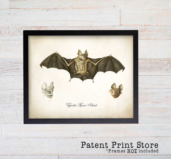 Vintage Bat Print. Bat Artwork. Vampire Bat Poster. Art Nouveau. Natural History. Science Print. Science Gift. Bat Illustration. 077