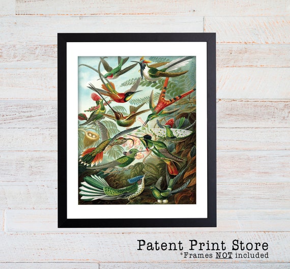 Hummingbirds Poster, Hummingbirds Art Print, Ernst Haeckel Birds Illustration, Natural History Art, Bird Art, Educational Art, Wall Art. 089