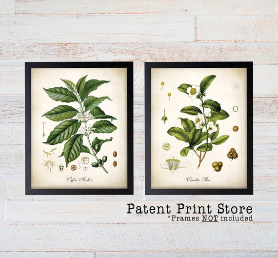 Coffee Art. Tea Art. Tea and Coffee Wall Art Prints. Coffee Plant. Tea Plant. Kitchen Art. Cafe Decor. Botanical Art Prints. Botanical Print