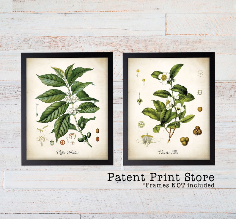 Peppermint Vintage Botanical Floral Illustration Art Poster 24x36