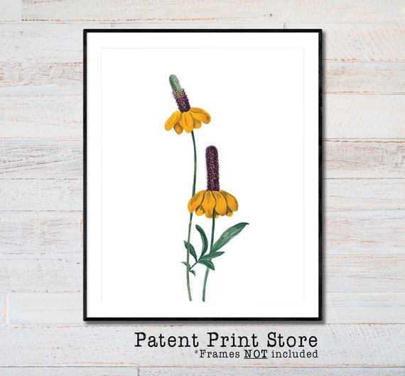 Prairie Coneflower Print. Botanical Print. Art Print. Wildflower Art. Antique Botanical Prints. Wall Art. Farmhouse Decor. Wildflower Print.