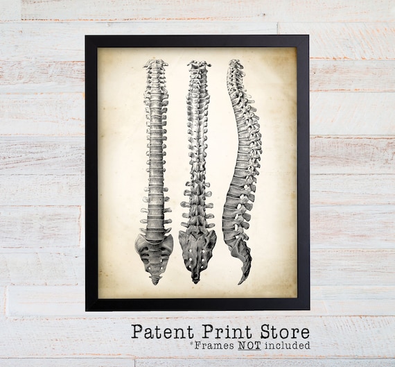 Anatomy Wall Art. Antique Spine Art Print. Human Bones Art. Human Anatomy Art Print. Spine Poster. Medical Art. Orthopedic Surgeon Gift.