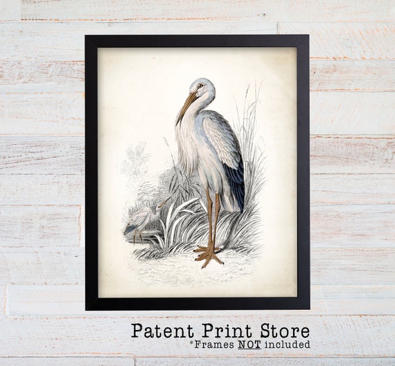 Vintage White Stork Art Print. Bird Print. Bird Prints. Bedroom Art. Bird Artwork. Bird Wall Art. Bird Art Print. Audubon Bird Art