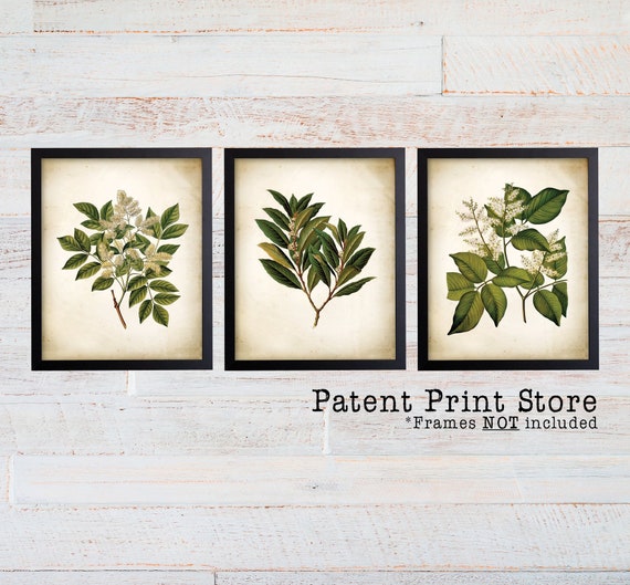 Green Tree Leaves Print Set of 3. Antique Botanical Green Tree Leaf Art Prints. Botanical Art. Botanical Prints. Leaves Art. Tree Art Prints