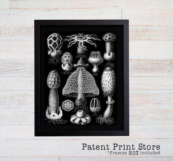 Ernst Haeckel Mushroom Print. Mushroom Art. Poster. Ernst Haeckel.  Fungi Basimycetes Stinkhorn Mushrooms Illustration. Botanical Art Print.