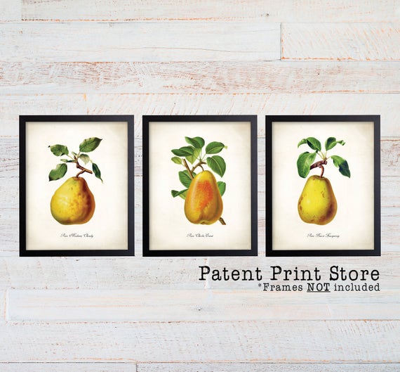French Pear Print Set. PearArt Print. Botanical Art. Botanical Print Set. Vintage Fruit Prints. Illustration. Kitchen Art. Farmhouse Decor.