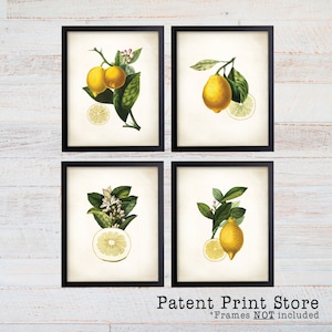 Lemon Botanical Art Prints. Lemon Prints. Flower Wall Art. Botanical Print. Kitchen Art Prints. Dining. Botanical Wall Art. Farmhouse. 224 image 1