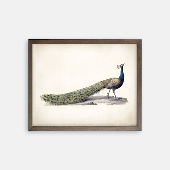 Peacock Art Print. Vintage Bird Print. Peacock Print. Bird Wall Decor. Bird Art. Farmhouse Art. Farmhouse Print. Bird Decor. Vintage Peacock