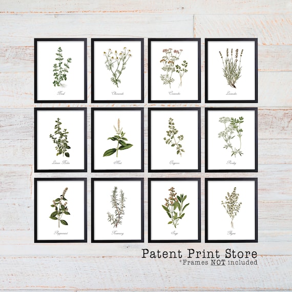 Herb Prints. Herb Botanical Art Prints. Herb Wall Art. Botanical Print. Kitchen Art Prints. Dining. Botanical Wall Art. Farmhouse Decor. 335