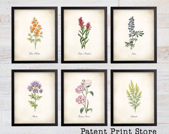 Láminas de arte botánico de flores silvestres de Nevada, juego de 6, decoración estilo casa de campo.