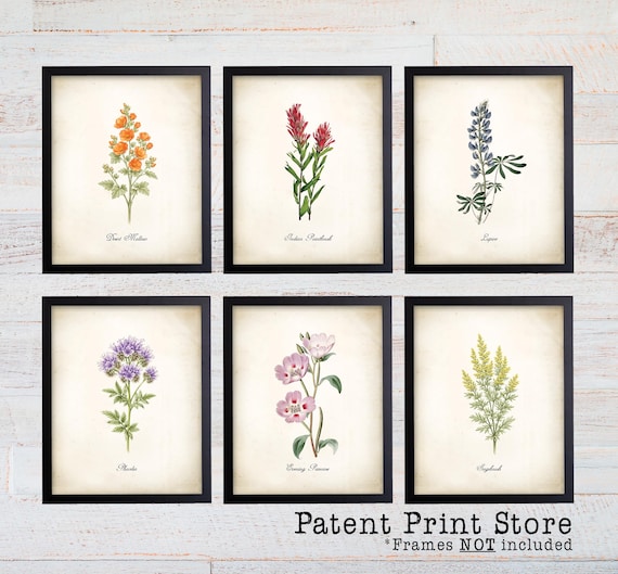 Nevada Wildflower Botanical Art Prints, Set of 6, Farmhouse Decor