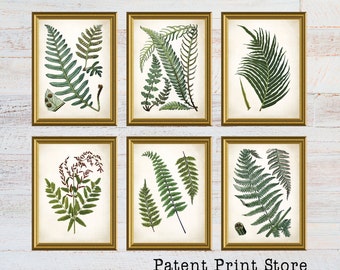 Vintage Ferns Prints. Botanical Print. Art Print. Fern Prints. Antique Botanical Prints. Wall Art. Farmhouse Decor. Dining Room Art. 131