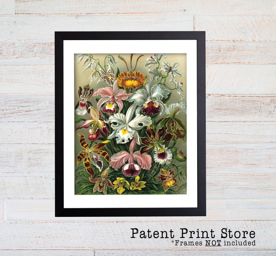 Ernst Haeckel Orchid Illustration, Orchid Poster, Orchid Art Print, Botanical Art Print, Wall Art, Botanical Poster, Haeckel Print. 092