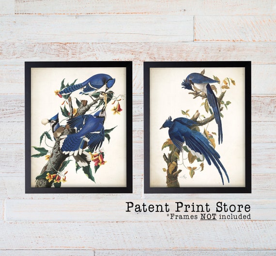 Blue Birds Print Set. Audubon Bird Prints, Audubon Art, Blue Bird Art, Bird Prints, Audubon Prints, Audubon Print Set, Botanical Prints