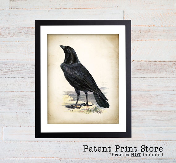 Raven Art Print. Raven Poster. Vintage Raven Illustration. Raven Illustration. Raven Bird. Bird Art. Black Raven Bird. Oddities Art. 103