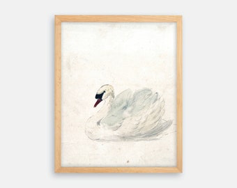 Vintage Swan Drawing Art Print, 18th Century Bird Wall Decor