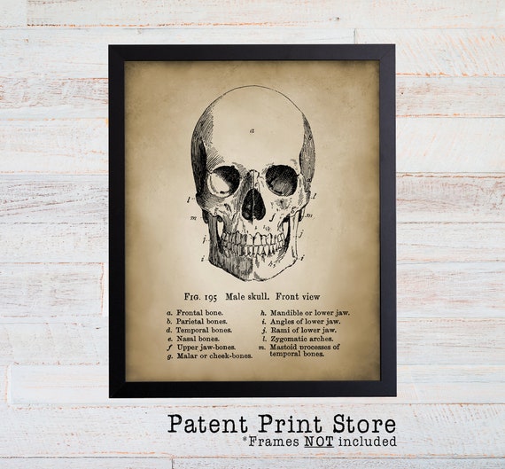 Vintage Human Skull Art Print. Antique Anatomy Wall Art. Human Anatomy Art Print. Skull Poster. Medical Wall Art. Orthopedic Surgeon Gift.