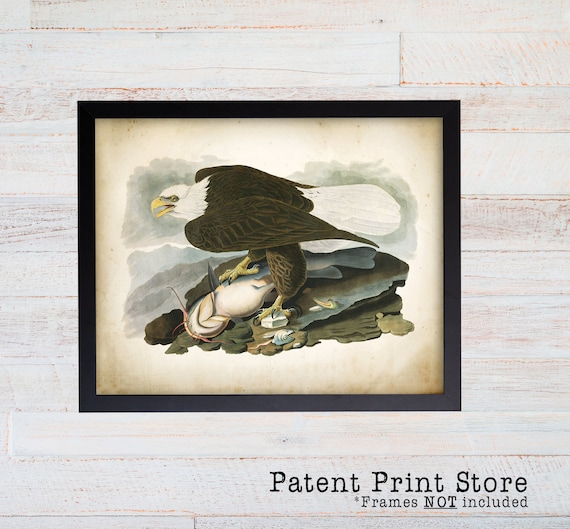 Vintage John James Audubon Bald Eagle Print. Bird Prints. Audubon Prints. Office Art. Office Decor. Law Art. Lawyer Gift. Birds. 82
