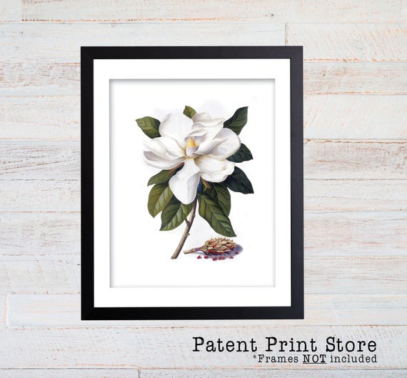 Vintage Magnolia Print. Botanical Print. Art Print. Magnolia Art. Antique Botanical Prints. Wall Art. Farmhouse Decor. Dining Room Art. 105