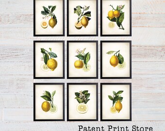 May include: Set of nine printable botanical illustrations featuring lemons with green leaves and branches. The illustrations are in a vintage style and have a white background.