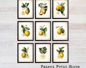 Lemon Botanical Art Prints. Lemon Prints. Flower Wall Art. Botanical Print. Kitchen Art Prints. Dining. Botanical Wall Art. Farmhouse. 222