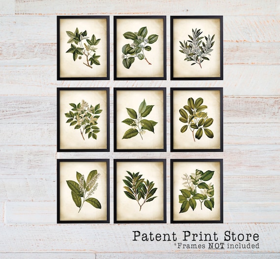 Green Tree Leaves Prints. Antique Botanical Green Tree Leaf Art Prints. Botanical Art. Botanical Prints. Leaves Art. Tree Art. Tree Prints.