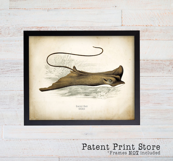 Sea Life Wall Decor. Stingray print. Vintage coastal art print. Natural History. Ocean art Decor Antique prints Nature print. 080