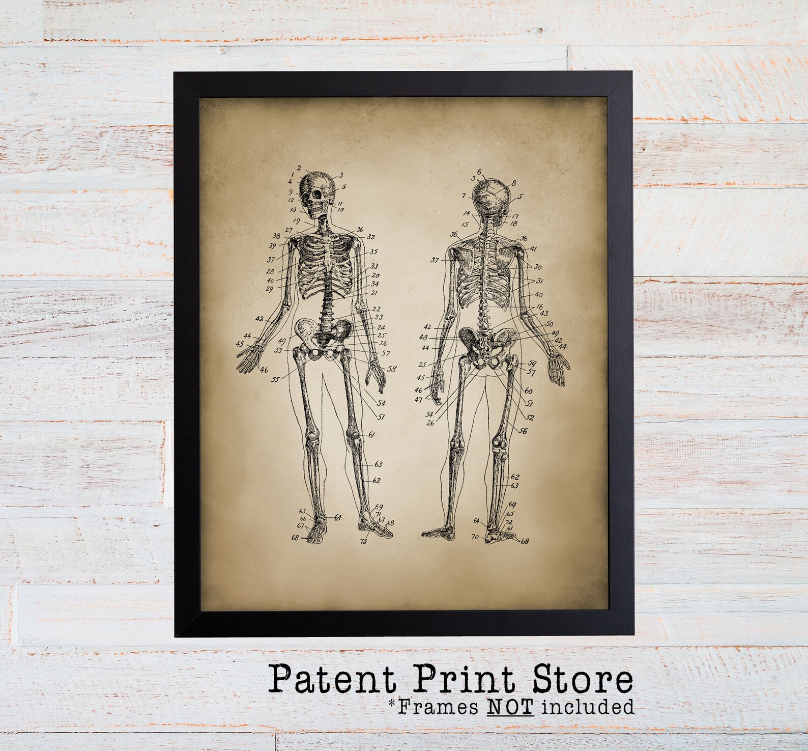 Vintage Human Skeleton Art Print. Anatomy Art Print. Science ...