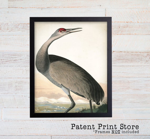 James Audubon Hooping Crane Art Print. Bird Print. Audubon Prints. Coastal Wall Art. Beach House Art. Nautical Decor. Coastal Art Prints.