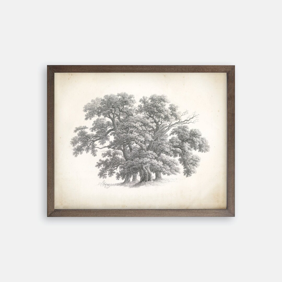 Vintage Tree Print. Great Oak Tree Drawing. Vintage Art. Farmhouse Art