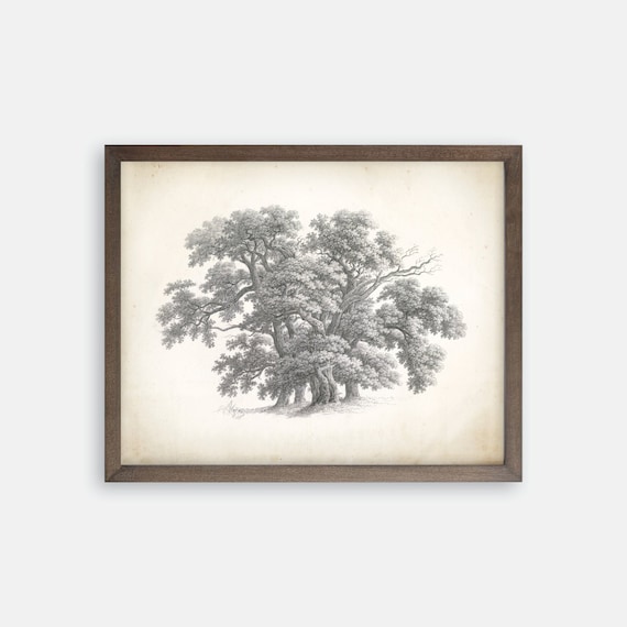 Vintage Tree Print. Great Oak Tree Drawing. Vintage Art. Farmhouse Art. Farmhouse Print. Tree Sketch. Tree Art. Botanical Oak Tree Art.