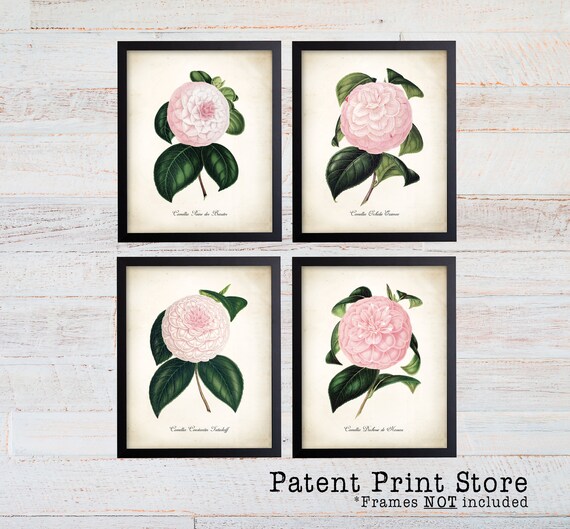 Camellia Print Set. Botanical Print Set. Botanical Art. Botanical Prints. Botanical Illustration. Pink Botanical Prints. Farmhouse Prints.