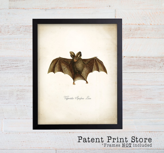 Vintage Bat Print. Bat Artwork. Vampire Bat Poster. Art Nouveau. Natural History. Science Print. Science Gift. Bat Illustration. 076