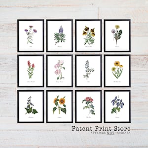 Puede incluir: Un conjunto de 12 ilustraciones bot&aacute;nicas imprimibles que presentan varias flores silvestres, incluyendo girasoles, lupinos y flores silvestres. Las impresiones est&aacute;n enmarcadas en marcos negros y se muestran sobre un fondo de madera blanca. El texto "Patent Print Store" y "Frames NOT included" se muestra en la parte inferior de la imagen.