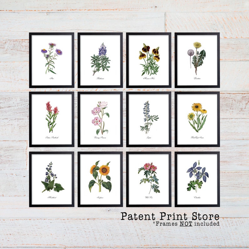 Puede incluir: Un conjunto de 12 ilustraciones bot&aacute;nicas imprimibles que presentan varias flores silvestres, incluyendo girasoles, lupinos y flores silvestres. Las impresiones est&aacute;n enmarcadas en marcos negros y se muestran sobre un fondo de madera blanca. El texto "Patent Print Store" y "Frames NOT included" se muestra en la parte inferior de la imagen.
