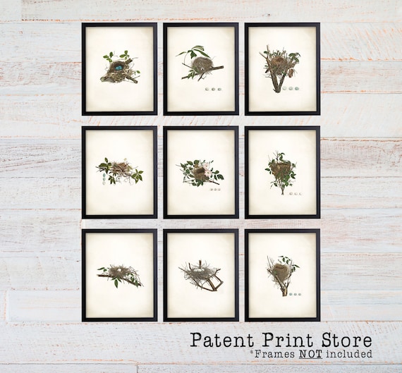 Bird Nest Print Set. Bird Prints. Bird Egg Prints. Wall Art. Living Room Wall Art. Bedroom Art. Dining Room. Audubon Bird Prints. 133