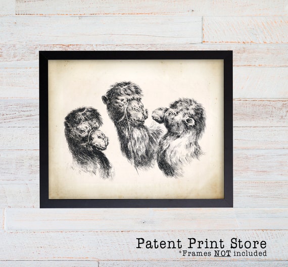 Vintage Camel Print. Camel Art. Antique Camel Prints. Dining Room Art. Living Room Art. Natural History Art. Camel Artwork. Animal Art. 096