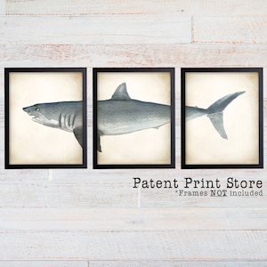 Shark Art Poster Set of 3. Shark Art Prints. Great White Shark Poster. Bathroom Wall Art. Marine Biology. Beach House Decor. Coastal Art.
