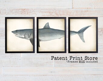 Shark Art Poster Set of 3, Marine Biology Prints, Coastal Decor