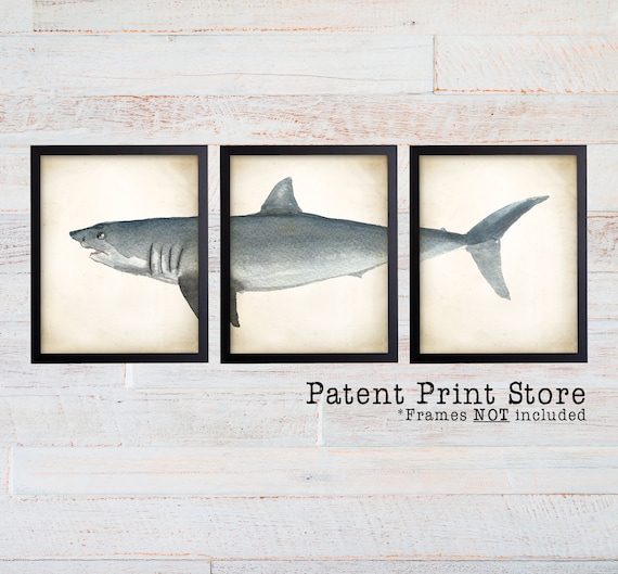 Shark Art Poster Set of 3. Shark Art Prints. Great White Shark Poster. Bathroom Wall Art. Marine Biology. Beach House Decor. Coastal Art.