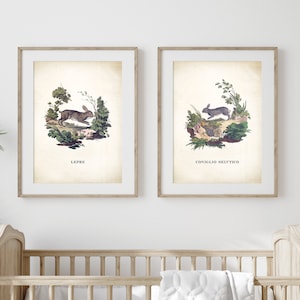 May include: Two vintage illustrations of rabbits in a natural setting. The first image shows a brown rabbit running through a green bush with the word "LEPRE" below. The second image shows a gray rabbit running through a green bush with the text "CONIGLIO SELVATICO" below.