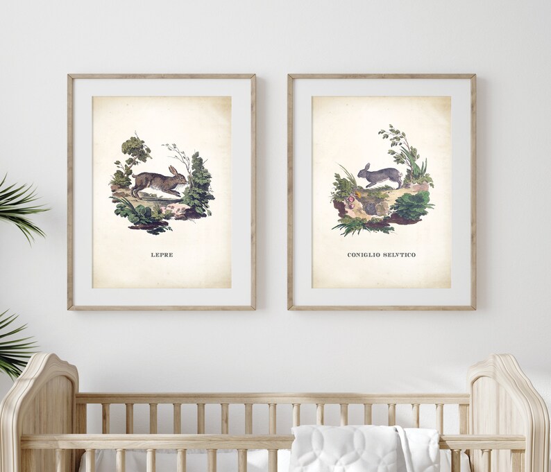 May include: Two vintage illustrations of rabbits in a natural setting. The first image shows a brown rabbit running through a green bush with the word "LEPRE" below. The second image shows a gray rabbit running through a green bush with the text "CONIGLIO SELVATICO" below.