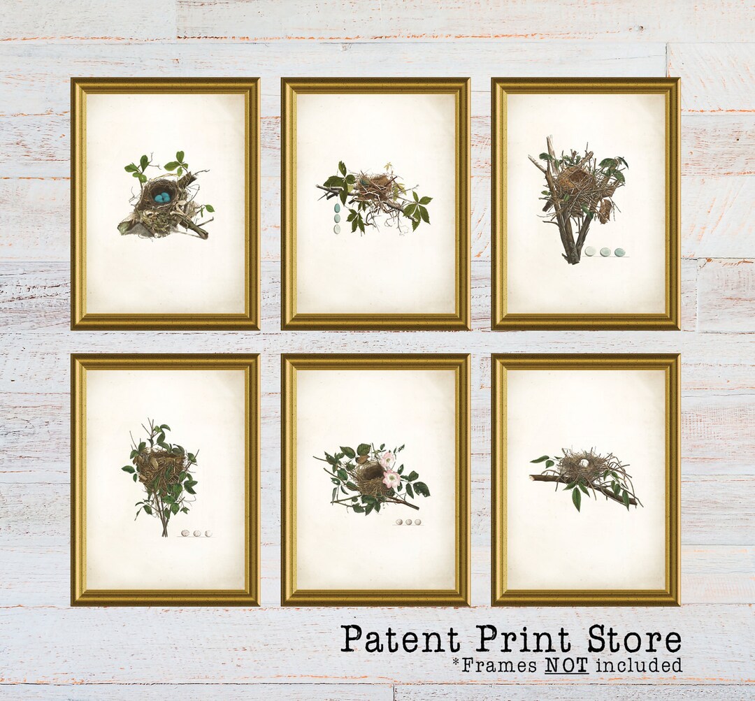 Audubon Bird Nest Prints Set, Vintage Style Wall Art - Etsy