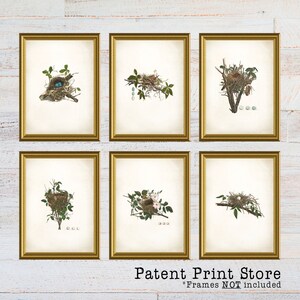 Bird Nest Print Set. Bird Prints. Bird Egg Prints. Wall Art. Living Room Wall Art. Bedroom Art. Dining Room. Audubon Bird Prints. 134