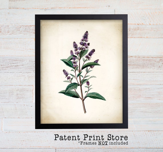 Vintage Peppermint Print. Botanical Print. Art Print. Antique Botanical Prints. Wall Art. Farmhouse Decor. Herb Art Print. Purple Flower.