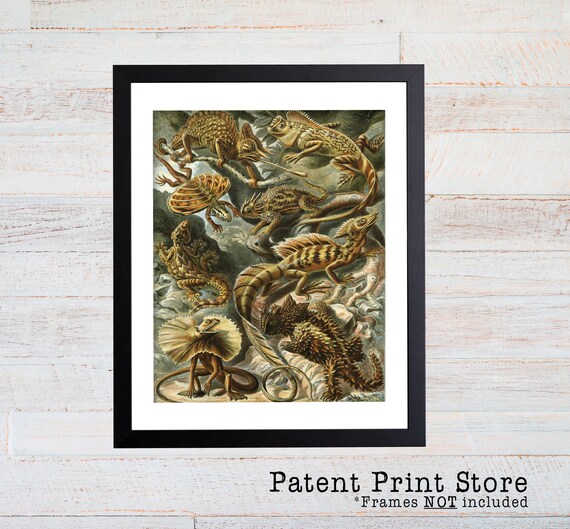 Ernst Haeckel Lizard Illustration, Lizard Poster, Lizard Art Print, Natural History Wall Decor, Wall Art, Reptile Art, Haeckel Print. 090