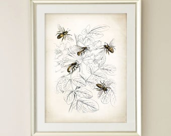 Vintage Honey Bee Art Print, Farmhouse Kitchen Decor